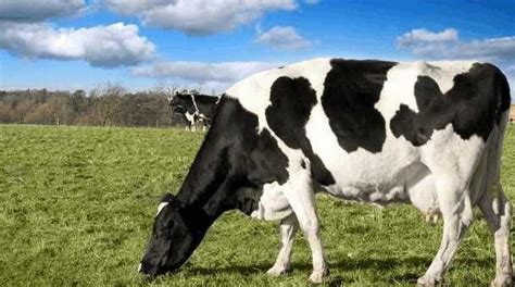 君乐宝（JUNLEBAO）遇见奶牛 营养品质纯牛奶200mL*24整箱装-商品详情-菜管家