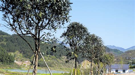 湖北：十堰优化绿色发展环境 实现山川秀美目标 园林资讯