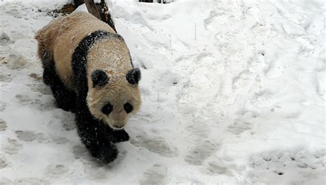 因不能满足饲养需求，兰州动物园大熊猫“蜀兰”将赴成都代养_绿政公署_澎湃新闻-The Paper