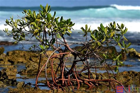 红树林科普：海上的森林-国际环保在线