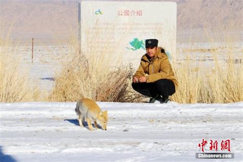 “迷之微笑”藏狐为生态保护区“站岗”_新浪图片