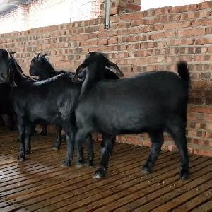 多胎肉羊苗品种 菏泽市-食品商务网