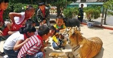 上海动物园老虎咬死饲养员 啃咬过程达十多分钟_新闻中心_新浪网