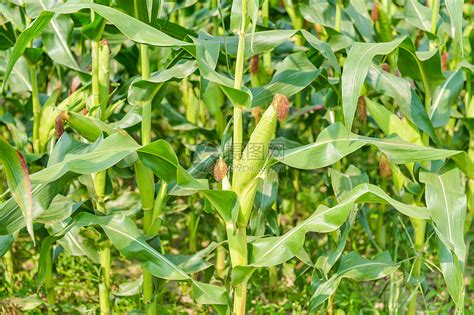 玉米控旺的最佳时期是什么时候? – 微语农言