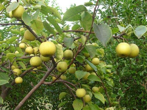 梨树在夏季的一天结出果实。高清摄影大图-千库网
