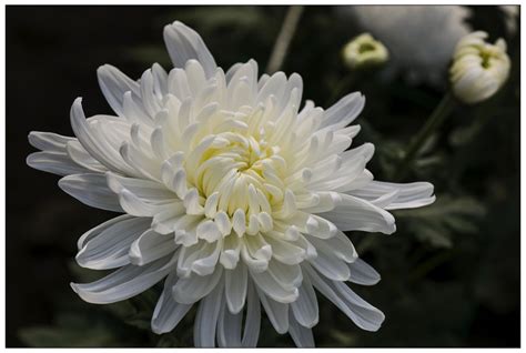 一朵盛开的白色菊花高清图片下载_红动中国