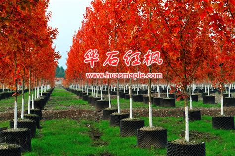 [meihongfeng.com]苗木行业的璀璨明珠--美国红枫 【华石红枫】美国红枫新闻