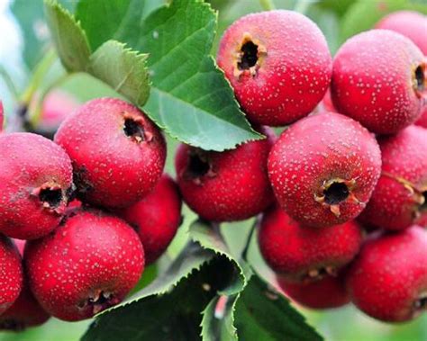 秋天成熟的水果有哪些？10种常见秋季水果-种植技术-中国花木网