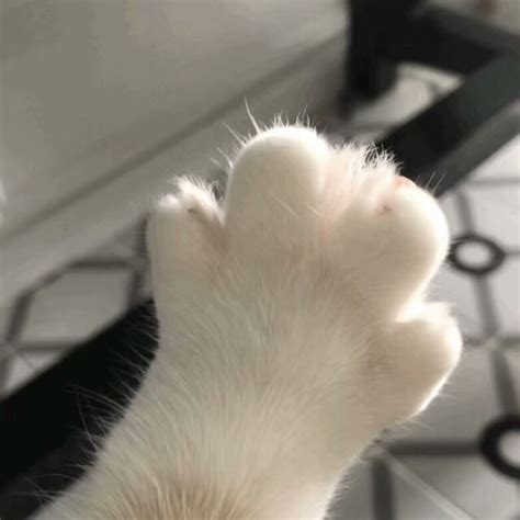 非主流头像猫爪