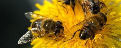 中蜂怎样养殖才发展快-农百科