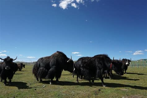 新华全媒+丨西藏：牦牛背驮起珠峰梦_时图_图片频道_云南网