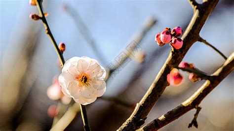 春天开放的梅花高清图片下载-正版图片501565567-摄图网