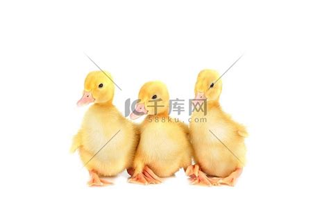 三只黄色毛茸茸的小鸭子高清摄影大图-千库网