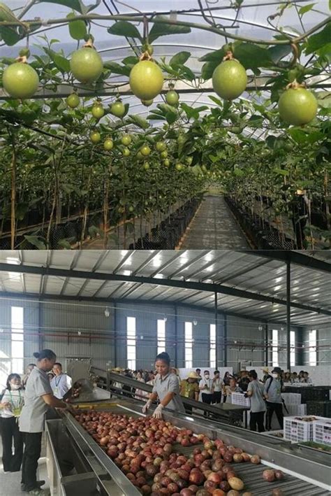2019年海南省芒果品种、种植面积、产量格局及2020年发展对策分析[图]_智研咨询