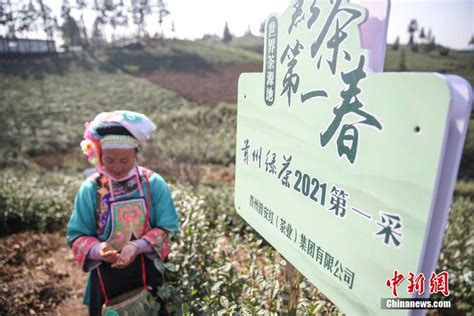 贵州迎来2021年绿茶“第一采”