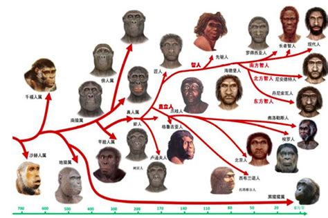 人类进化的六个阶段图 六个阶段表现六个不同进化_探秘志