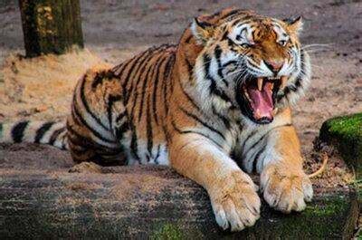 老虎跳跃太霸气了，分分钟让豹子狮子望尘莫及，镜头拍下全过程！