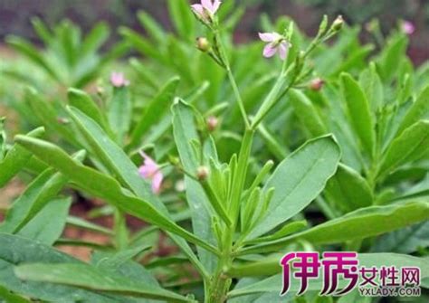 人参菜图片