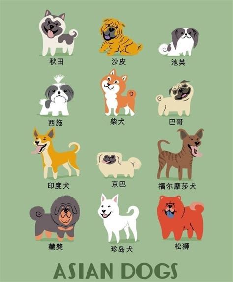 72种名犬图片及名字,名犬介绍及图片,小型犬图片大全_大山谷图库