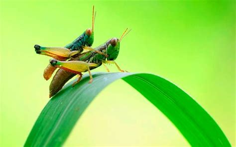 鸟和昆虫都会飞，为什么说昆虫更具优势？昆虫的翅膀是凭空而生的