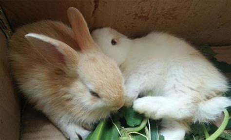 不足一月的幼兔的喂养方法 初生幼兔的喂养方法_仓鼠 - 养宠客