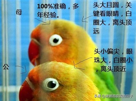 牡丹鹦鹉怎么分公母，牡丹鹦鹉怎么养才是最好最正确的 - 动物健康 - 每天一个健康小知识