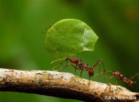 蚁巢藏了多少“机关”？人类在盖房子方面，还真得学学蚂蚁！|蚂蚁|巢穴|工蚁_新浪新闻