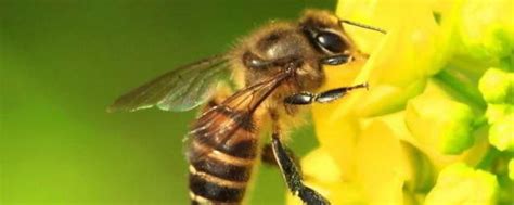 蜜蜂采蜜全过程 - 蜜蜂知识 - 酷蜜蜂