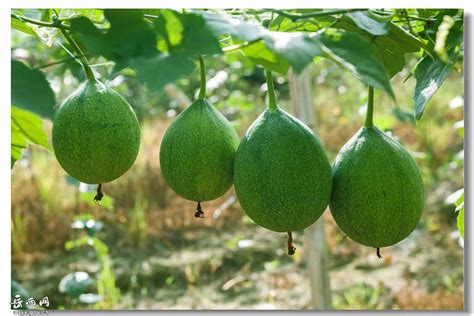 瓜蒌种植技术及亩收益-农技学堂 - 惠农网