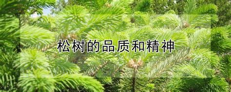 松树的品质和精神 —【发财农业网】