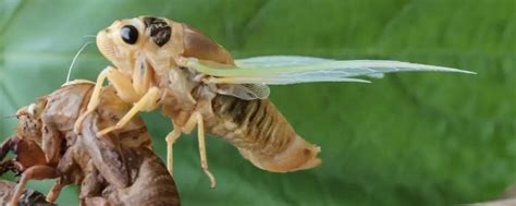 蝉蚁-蝉蚁-金蝉|苗|卵枝|养殖,知了养殖-高密市昊政种植养殖家庭农场