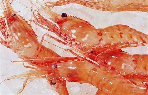 河虾与海虾哪个营养价值高？ 香肠|色氨酸|奶酪|内啡肽|食物