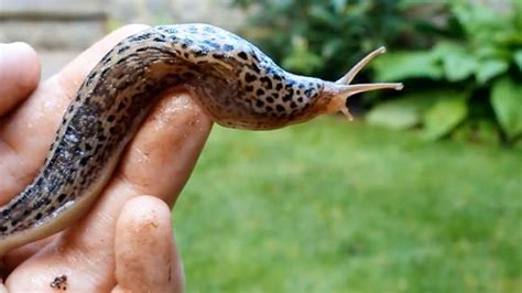 雨后出现这种大蜗牛，千万别碰，一定要告诉小朋友们 - 知乎