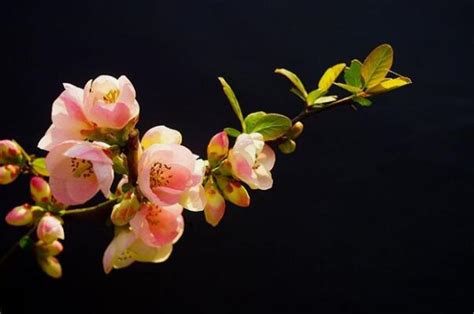 海棠花的花程式,花程式花图式,常见花程式花图式(第18页)_大山谷图库