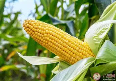 玉米价格上涨“疯狂”，背后原因找到了，农民朋友别囤积了__财经头条