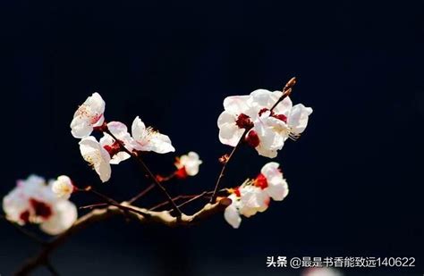 唐代诗人温庭筠的这首杏花诗，后两句“莫教风便起，满地湿胭脂”营造的画面唯美动人，是诗人何种情感的流露 - 知乎