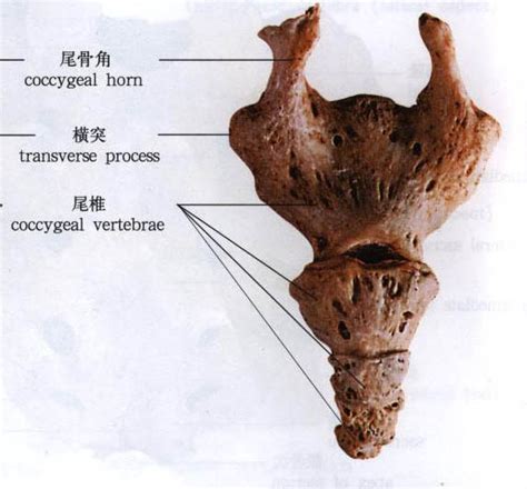尾骨图片