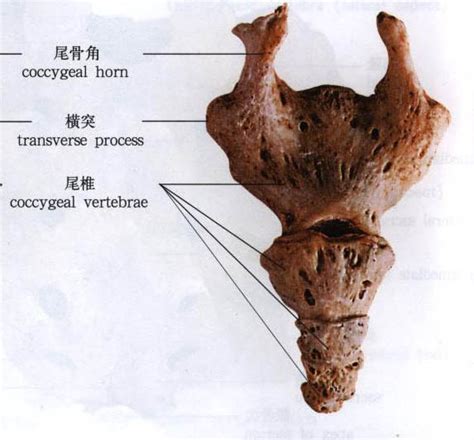 尾椎骨_360百科