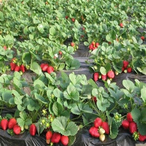 奶油草莓苗市场行情 奶油草莓苗2019春季价格-花木行情-中国花木网