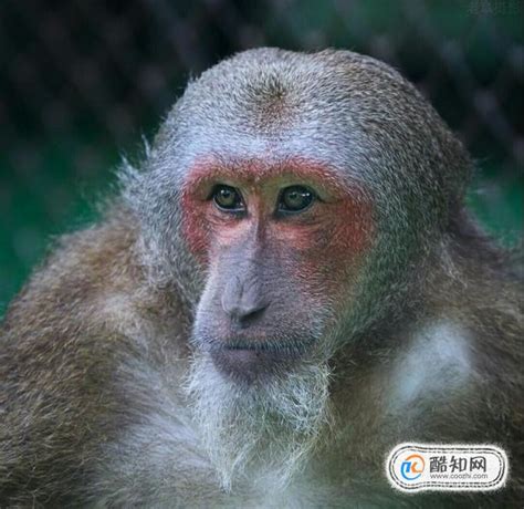猴子_图片_互动百科