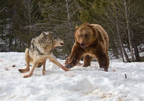 美大灰熊为夺食单挑狼群 一掌一只战斗值爆表！_国际新闻_海峡网