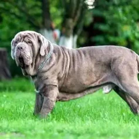 世界十大最凶悍猛犬，比特犬疯起来连主人(2)_巴拉排行榜