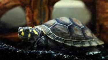 巴西龟能放生河里吗，是外来入侵物种不可放生河里 - 新三农
