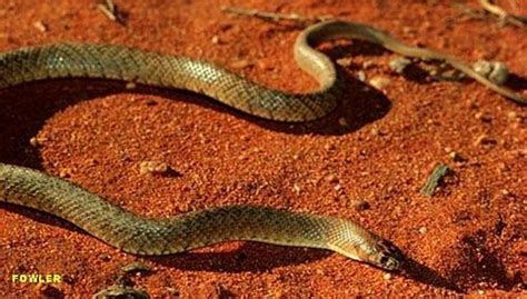 世界最毒的毒蛇第一名图片 世界最毒的十大毒蛇排名_奇象网