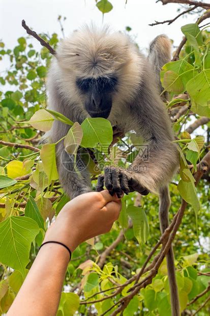 在印度的森林里给猴子喂食高清图片下载-正版图片507385358-摄图网