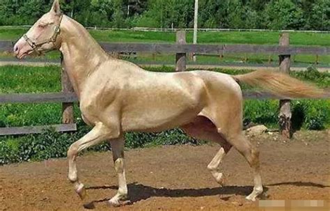 全球最贵的5匹马，最后一匹太漂亮了！