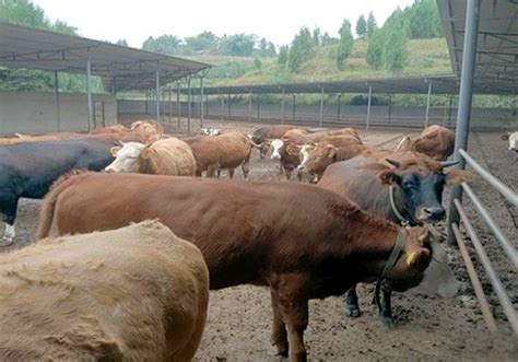 在绿草牧场里养牛高清图片下载-正版图片505994387-摄图网