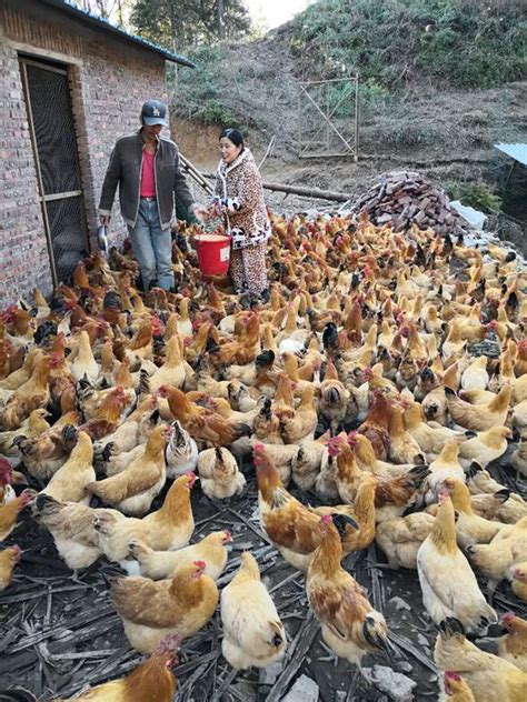 许多鸡在下午的养鸡场上快乐地休息高清图片下载-正版图片504281531-摄图网