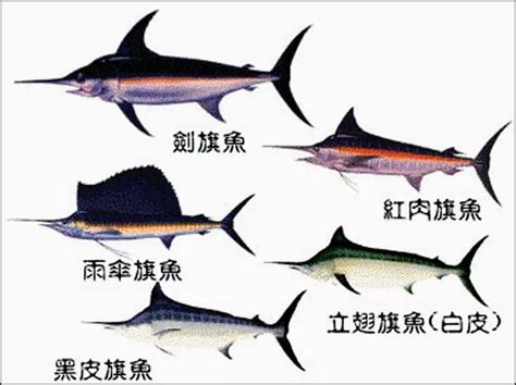 世界上最大的鱼Top10 生活习性不同但营养价值丰富_小狼观天下