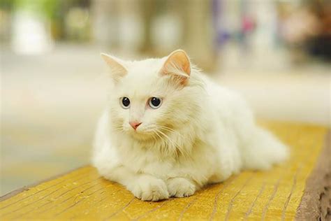 山东临清狮子猫图片